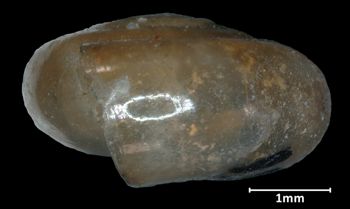 Media type: image;   Malacology 32551 Aspect: lateral
